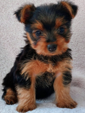 Mini Yorkie puppies for sale Image eClassifieds4u 1