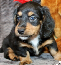 Miniature dachshund Image eClassifieds4u 4