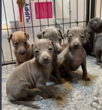 Pure bred Italian Greyhound puppies Image eClassifieds4u 3
