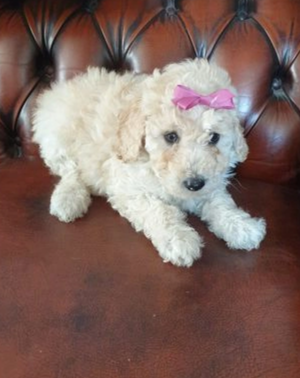 Mini Poodle pups for sale Image eClassifieds4u