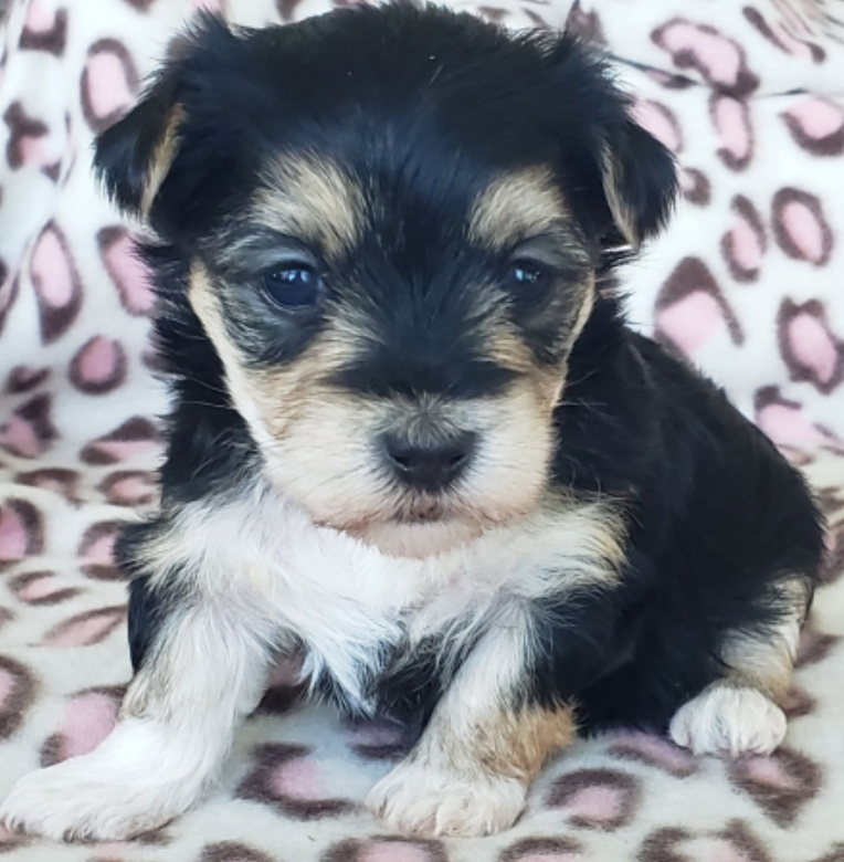 Morkie puppies available Image eClassifieds4u