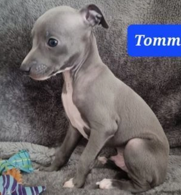 Pure bred Italian Greyhound puppies Image eClassifieds4u