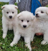 6 Purebred Mini American Eskimo puppies