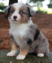 Beautiful Australian Shepard puppies.