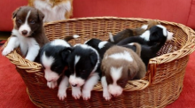 Beautiful litter of Border Collie puppies
