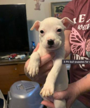 Beautiful Pit bull puppies for sale
