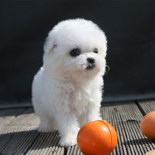Bichon Frise Puppies For Adoption