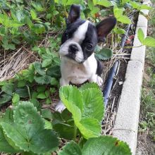 Boston terrier Puppies Available for adoption