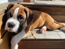 BOXER PUPPIES ARE READY TO GO TO THEIR NEW HOMES