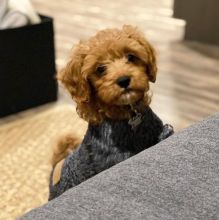 CAVAPOO PUPPIES AVAILABLE FOR FREE ADOPTION