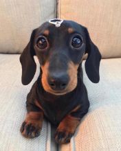 Dachshund Puppies For Adoption