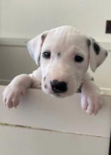 Dalmatian puppies for sale