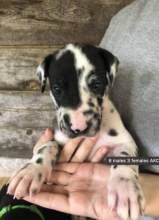 Great Dane puppies for sale