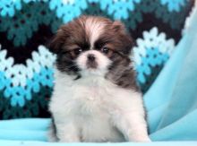 Japanese chin puppies...!!!!