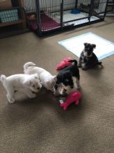 Litter of Beautiful Miniature Schnauzer Puppies for adoption ready to go