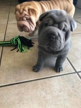Lovely Chinese Shar-Pei Puppies,