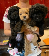 Lovely Shih-poo puppies