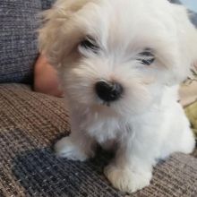 maltese puppies for adoption