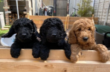Miniature Goldendoodle Puppies