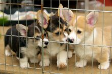 Pembroke Welsh Corgi Puppies for great homes Contact our email only