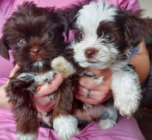 Shorkie puppies available for sale