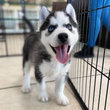 SIBERIAN HUSKY PUPPIES AVAILABLE FOR FREE ADOPTION