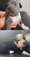 Staffordshire bull terrier puppies.