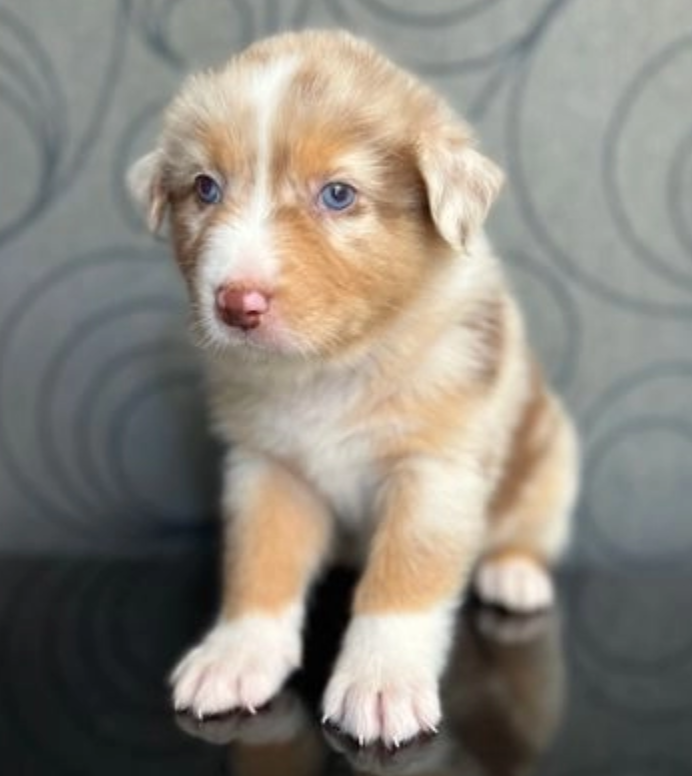Beautiful Australian Shepard puppies. Image eClassifieds4u