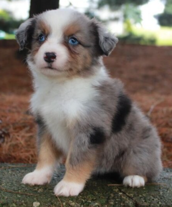 Beautiful Australian Shepard puppies. Image eClassifieds4u
