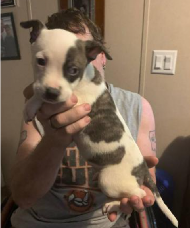 Beautiful Pit bull puppies for sale Image eClassifieds4u