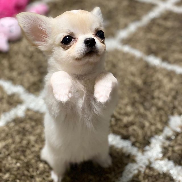 CHIHUAHUA PUPPIES READY FOR THEIR NEW HOME Image eClassifieds4u