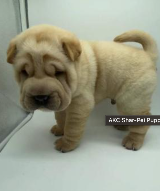 Chinese Shar-Pei puppies for sale Image eClassifieds4u