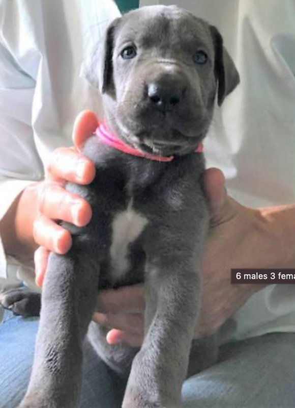 Great Dane puppies for sale Image eClassifieds4u