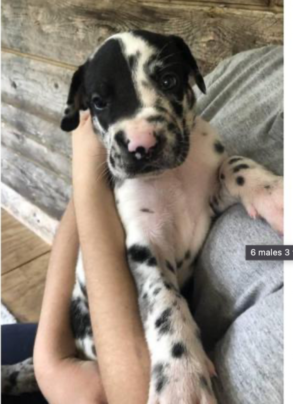 Great Dane puppies for sale Image eClassifieds4u