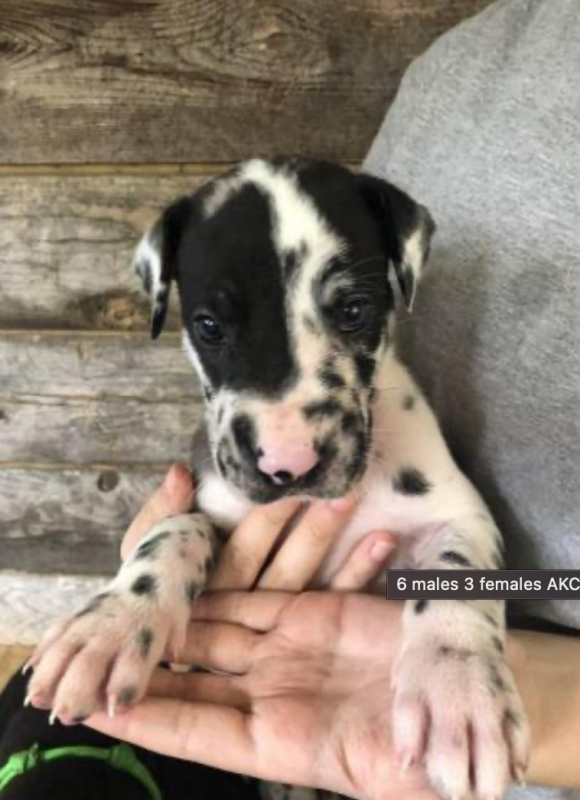Great Dane puppies for sale Image eClassifieds4u