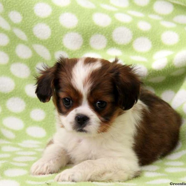 Japanese chin puppies...!!!! Image eClassifieds4u