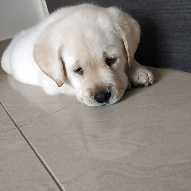 labrador puppies for adoption Image eClassifieds4u