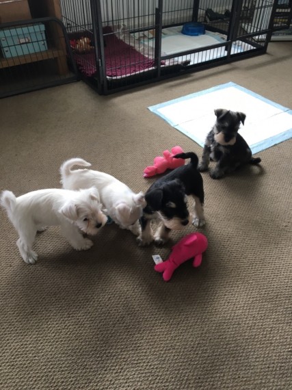 Litter of Beautiful Miniature Schnauzer Puppies for adoption ready to go Image eClassifieds4u