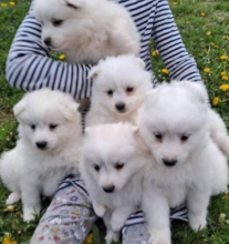 6 Purebred Mini American Eskimo puppies Image eClassifieds4u 2