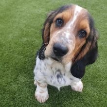 Basset Hound Puppies Ready For Their New Home Image eClassifieds4U