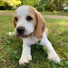 Beagle Puppies For Re-homing Image eClassifieds4U