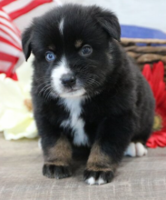 Beautiful Australian Shepard puppies. Image eClassifieds4u 2