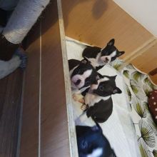 Boston Terrie Puppies For Adoption Image eClassifieds4u 2