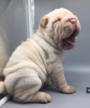 Chinese Shar-Pei puppies for sale Image eClassifieds4u 1
