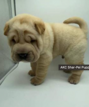 Chinese Shar-Pei puppies for sale Image eClassifieds4u 2