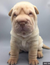 Chinese Shar-Pei puppies for sale Image eClassifieds4u 3