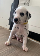 Dalmatian puppies for sale Image eClassifieds4u 2