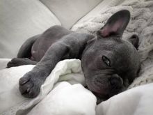 French Bulldog Puppies Ready For Their New Home Image eClassifieds4u 2