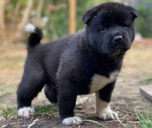 Gorgeous American Akita Puppies Image eClassifieds4u 2