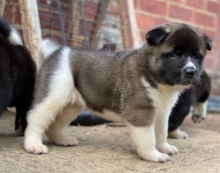 Gorgeous American Akita Puppies Image eClassifieds4u 3